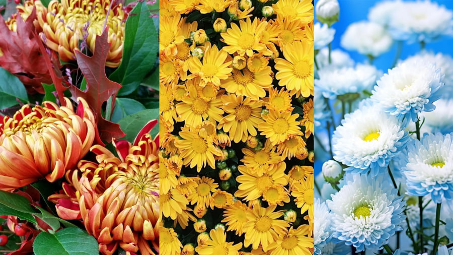 Hoa cúc – loài hoa được mệnh danh là Quốc hoa Nhật Bản