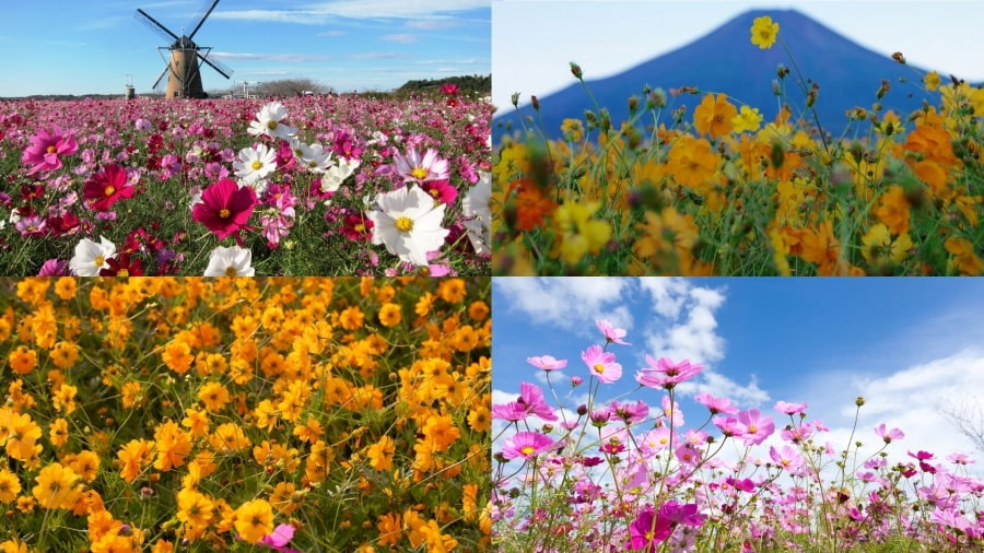 Hoa Cosmos là một trong những loài hoa biểu tượng của mùa thu Nhật Bản