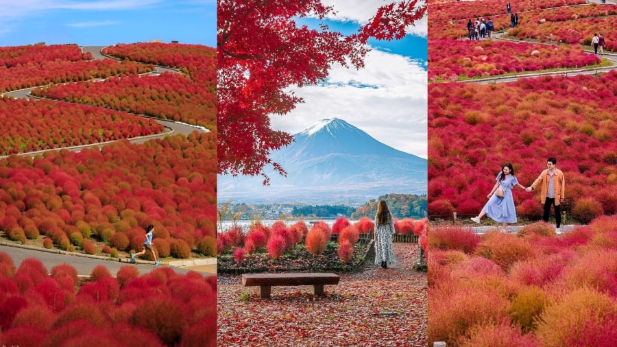 Những bụi cây Kochia hình cầu dần chuyển sang màu đỏ rực rỡ, cam cháy và cuối cùng là nâu đất khi thu về