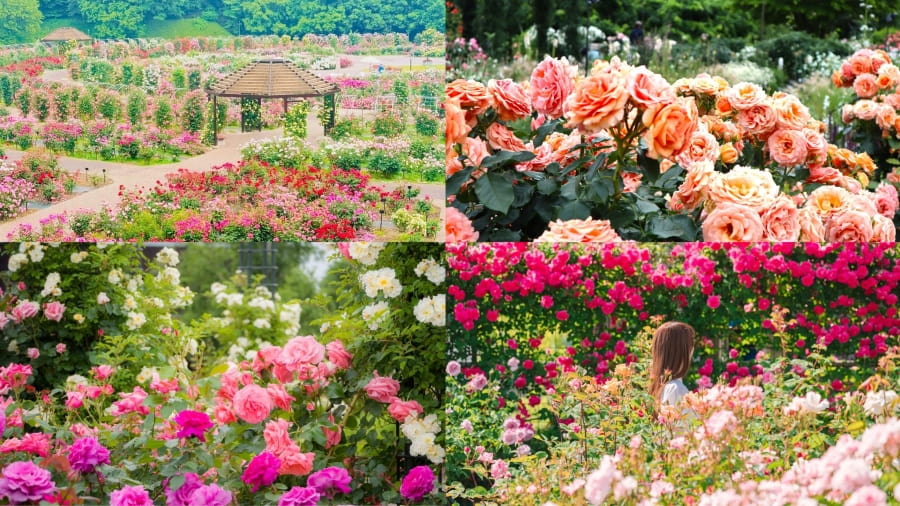 Hoa hồng mang trong mình vẻ đẹp lãng mạn vượt thời gian khiến nhiều du khách say mê khi đi du lịch Nhật Bản