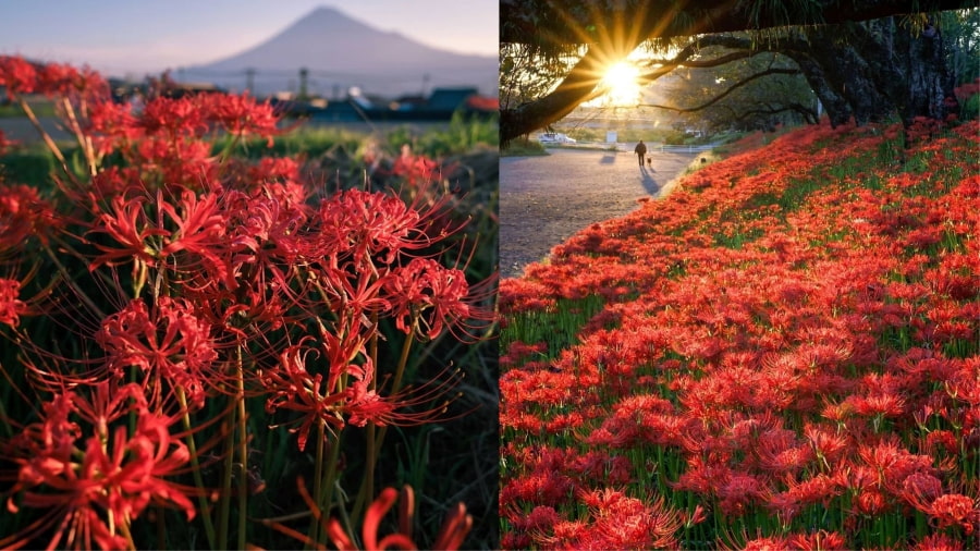 Hoa bỉ ngạn là loài hoa mang vẻ đẹp huyền bí và có ý nghĩa đặc biệt trong văn hóa Nhật Bản