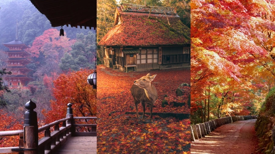 Nara - Hình ảnh những chiếc lá đỏ bên các chú hươu thân thiện