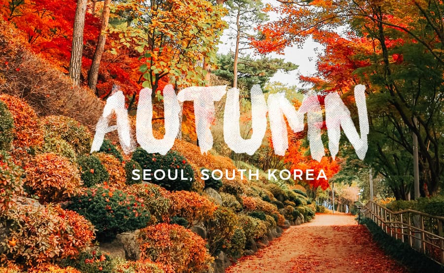 Khi thu sang, du lịch Seoul không chỉ là hành trình đến với thủ đô sầm uất mà còn chiêm ngưỡng bức tranh lãng mạn đầy mê hoặc