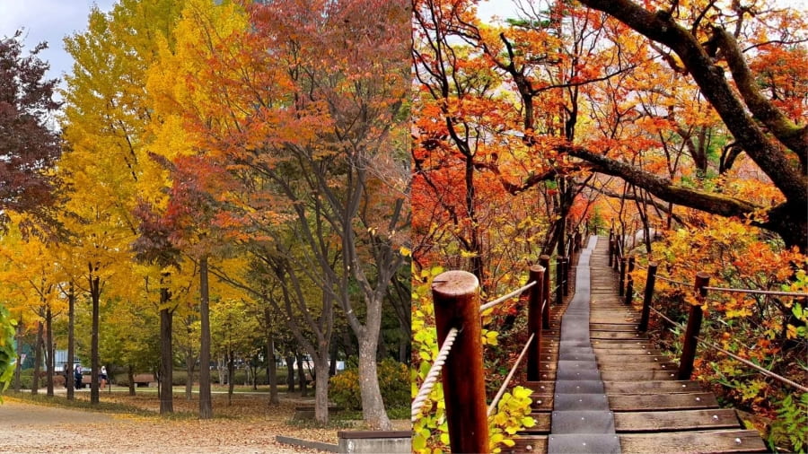 Công viên Olympic Seou là một ốc đảo xanh rộng lớn giữa lòng đô thị