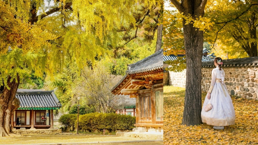 Làng Hanok Bukchon và Làng Hanok Namsangol là những điểm đến lý tưởng cho chuyến du lịch Seoul mùa thu của bạn