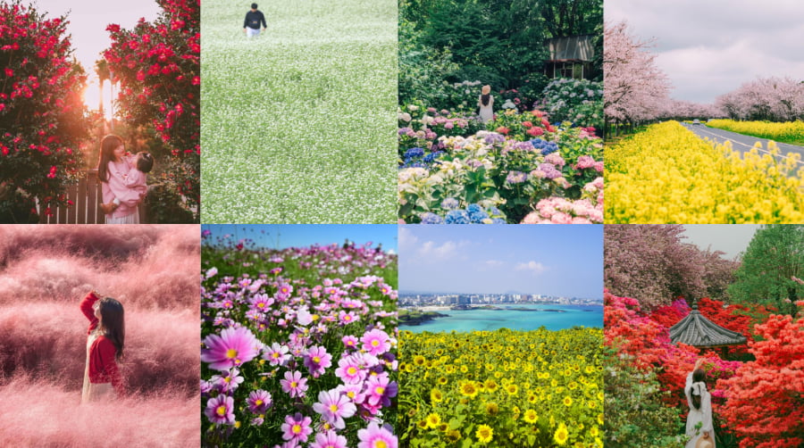Mỗi mùa hoa Jeju mang một sắc thái riêng, tạo nên bức tranh thiên nhiên đầy mê hoặc và khó quên trong lòng du khách