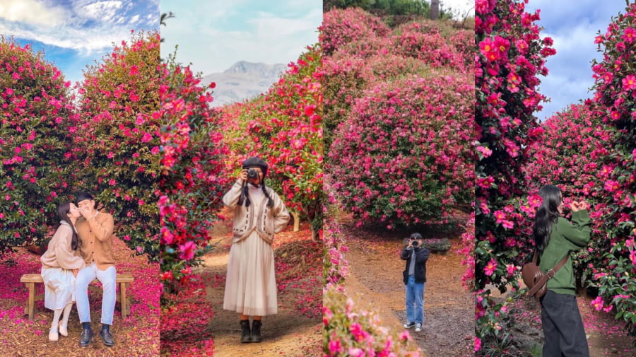 Hoa trà – Sắc hồng giữa mùa đông lạnh giá nhưng lại được nhiều người yêu thích