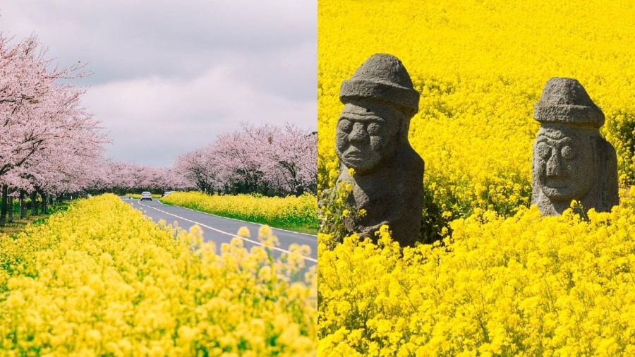 Hoa cải dầu như một biểu tượng không thể thiếu của mùa xuân, thu hút hàng triệu du khách đến chiêm ngưỡng mỗi năm