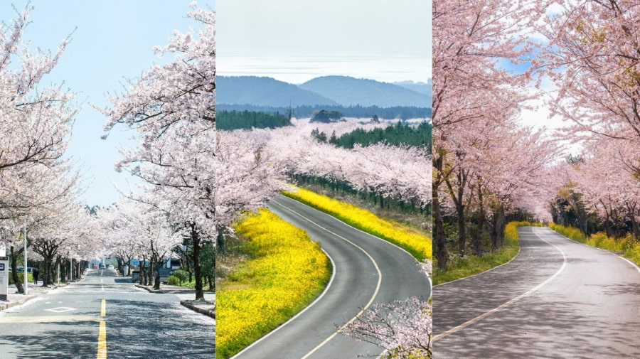 Hoa anh đào lại khoác lên đảo Jeju một vẻ đẹp lãng mạn, tinh khôi khó cưỡng