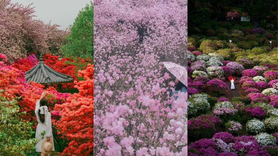 Hoa đỗ quyên mang một vẻ đẹp hoang dã và mãnh liệt tại hòn đảo Jeju xinh đẹp