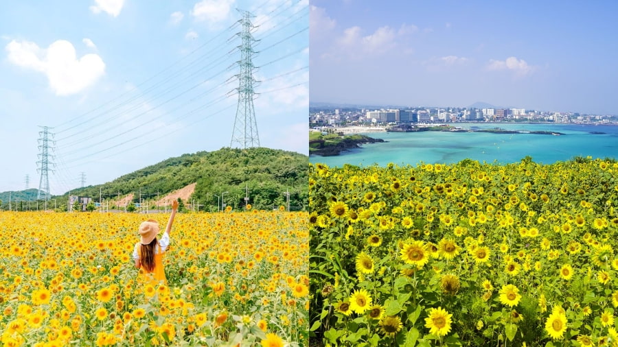 Hoa hướng dương mang theo năng lượng và sức sống mãnh liệt của hòn đảo Jeju xinh đẹp