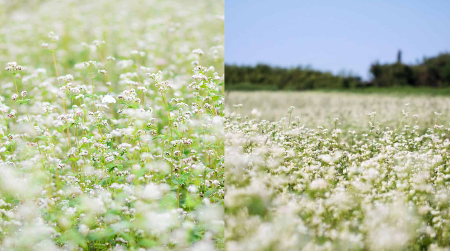 Hoa kiều mạch tại Jeju mang một vẻ đẹp thanh thoát, tinh khôi và có phần hoang dại, tạo nên những thảm trắng bồng bềnh như mây trên các cao nguyên rộng lớn
