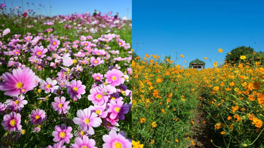 Khi tiết trời Jeju chuyển mình sang thu, những cánh đồng hoa Cosmos bung nở rực rỡ, mỏng manh, dịu dàng nhưng đầy sức sống