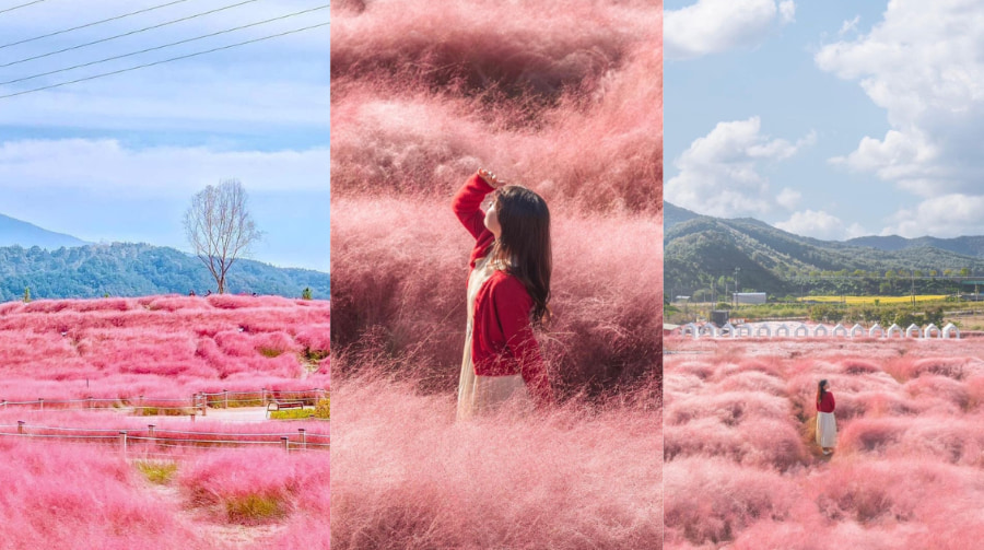 Hoa cỏ hồng là một trong những mùa hoa Jeju tuyệt đẹp mà bạn không nên bỏ lỡ