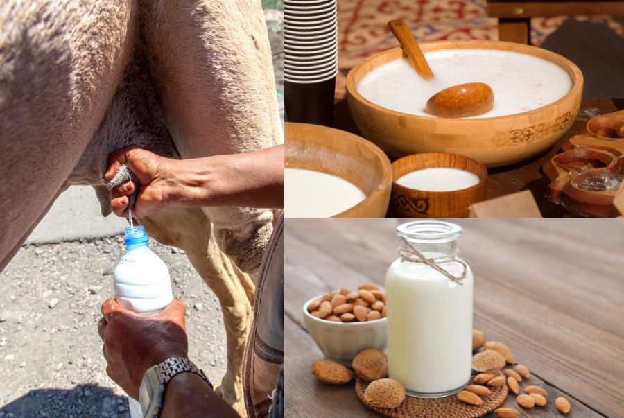 Sữa lạc đà được mệnh danh là “vàng trắng của sa mạc” khi chứa hàm lượng vitamin C gấp ba lần sữa bò