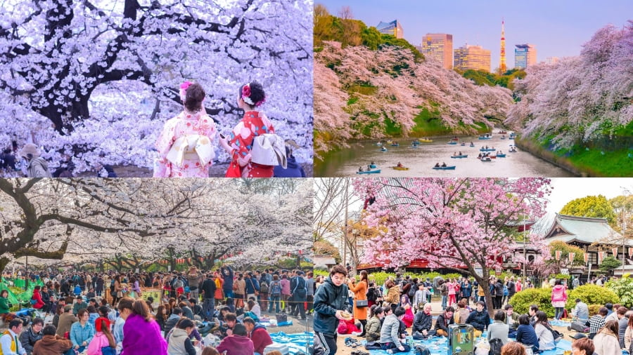 Hanami – Lễ hội ngắm hoa anh đào được nhiều du khách yêu thích khi đi du lịch Nhật Bản mùa xuân