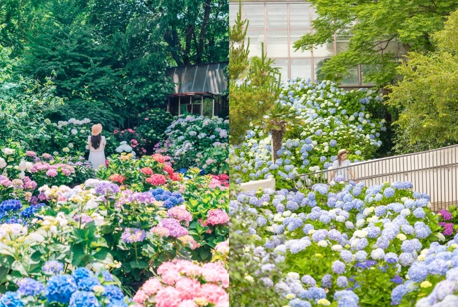 Những khóm hoa cẩm tú cầu đa dạng sắc màu tỏa hương kiêu kỳ