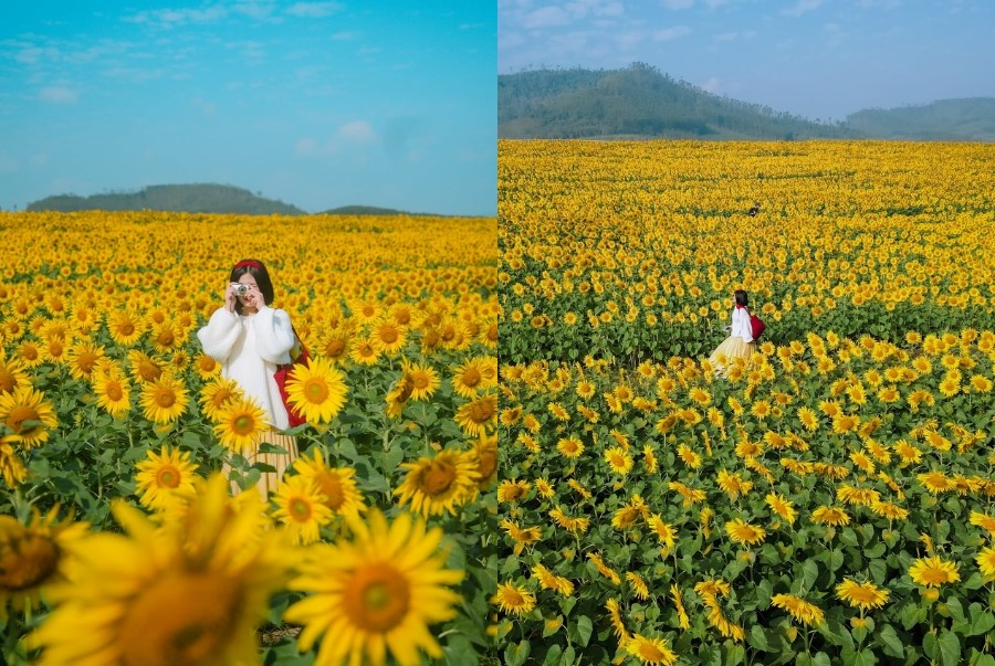 Những vườn hoa hướng dương nở vàng rực rỡ mỗi khi mùa hè gõ cửa