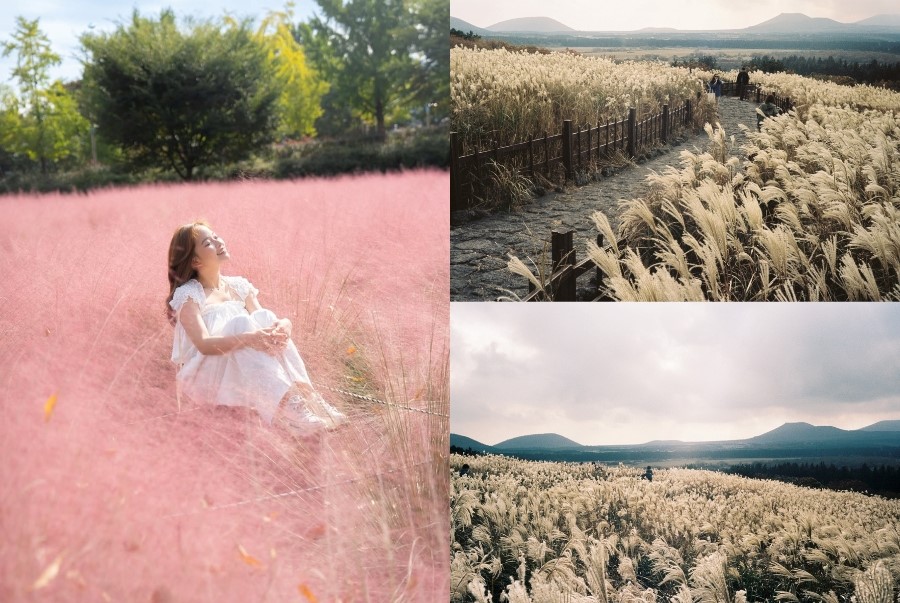 Vẻ đẹp mộng mơ, lãng mạn của các cánh đồng cỏ lau bạc tại Jeju