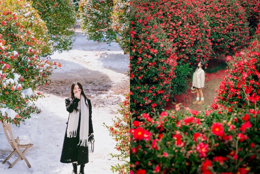 Những bông hoa trà rực đỏ giữa nền tuyết trắng nổi bật