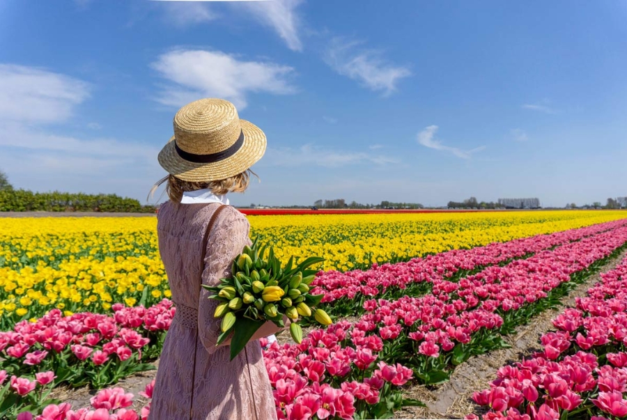 Hà Lan sở hữu hàng loạt các cánh đồng hoa tulip trải dài