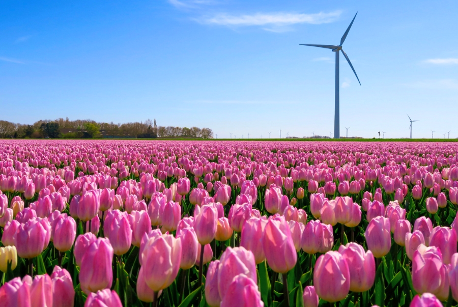 Tỉnh Flevoland là vùng trồng hoa tulip lớn nhất Hà Lan