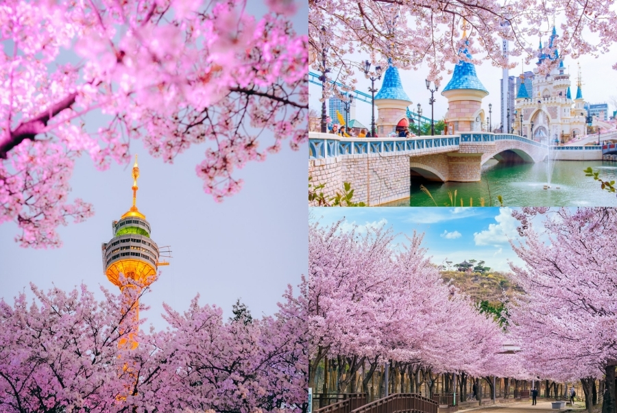 Những công viên tại Hàn Quốc càng trở nên thơ mộng mỗi độ xuân về