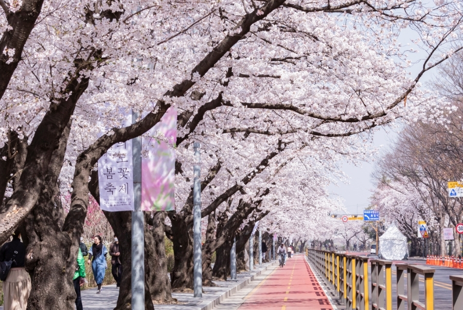 Yeouido Hangang luôn là cái tên đầu tiên được nhắc đến vào mùa hoa anh đào Seoul