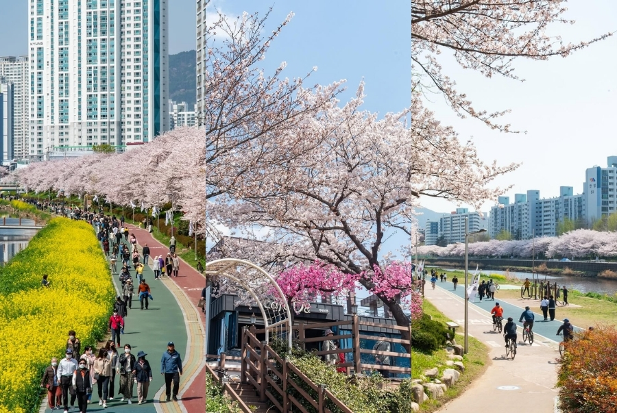 Oncheoncheon là công viên ven suối nổi tiếng tại Busan