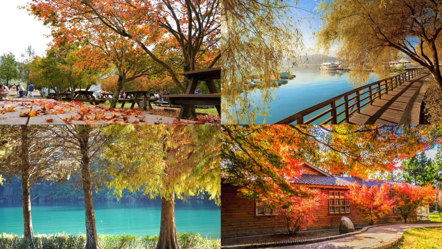 Mùa thu Đài Loan mang vẻ đẹp lãng mạn với những cung đường rực rỡ sắc vàng, đỏ của lá phong và ngân hạnh