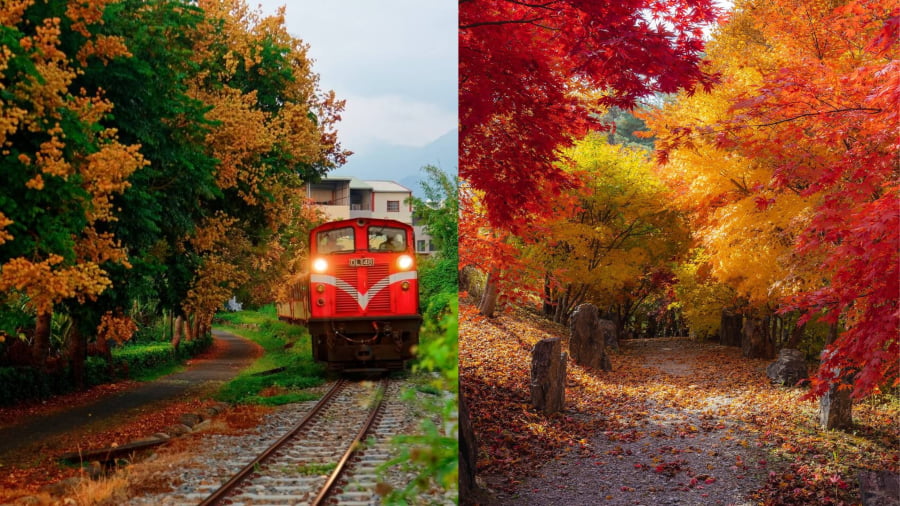 Alishan – Thiên đường mây và lá phong