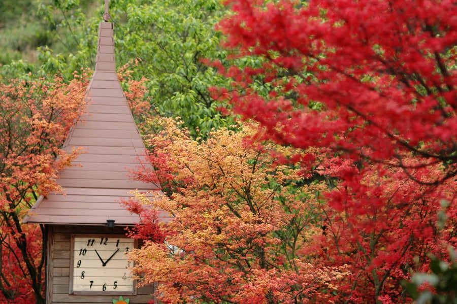 Khu giải trí rừng quốc gia Aowanda – Thủ phủ của lá phong