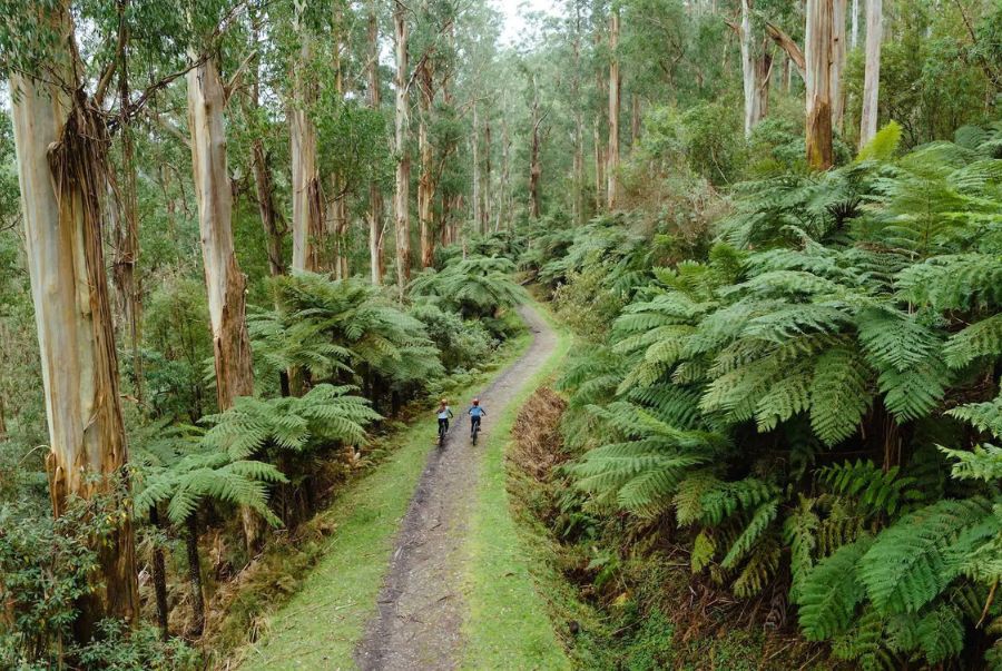 Yarra Valley Scenic Route mang đến một góc nhìn nhẹ nhàng khi đi qua những thung lũng xanh mướt