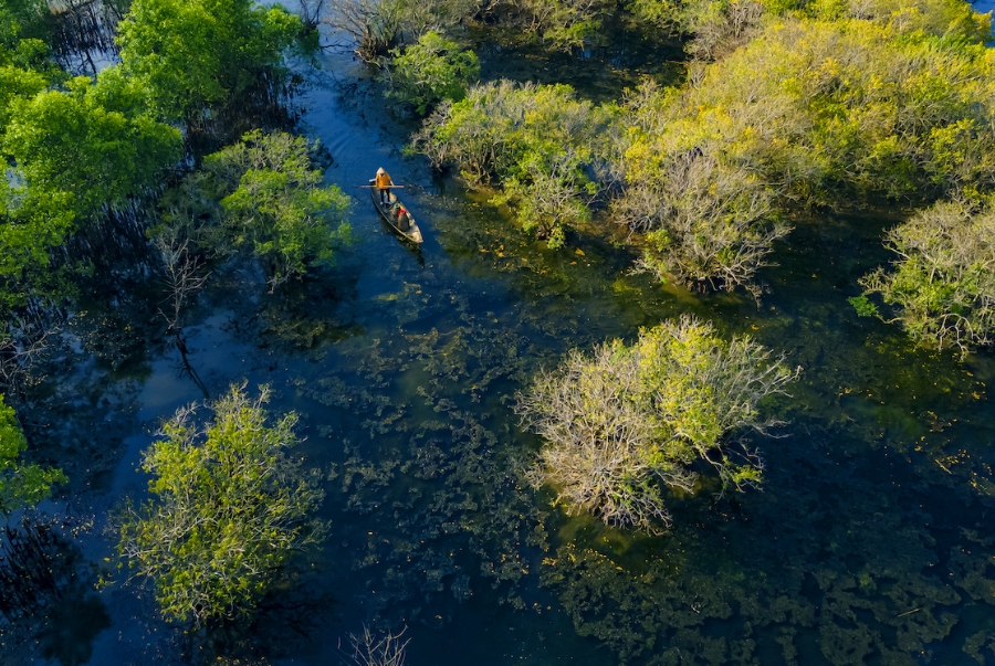 Rú Chá là khu rừng ngập mặn với vẻ đẹp tự nhiên hoang sơ và hệ thực vật độc đáo