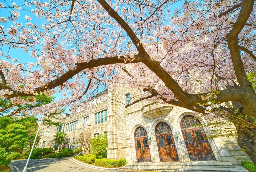 Đại học Ewha luôn là điểm hẹn không thể bỏ qua mỗi độ xuân về