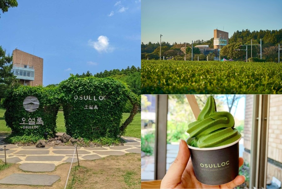 Bảo tàng trà O’sulloc là địa điểm nổi tiếng để tìm hiểu văn hóa trà xanh Jeju
