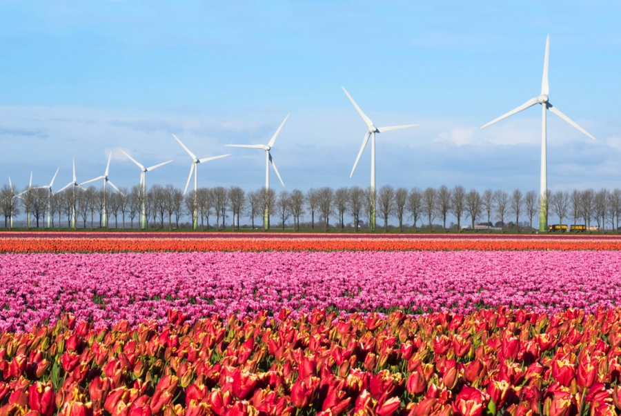 Noordoostpolder nổi bật với hình ảnh hoa tulip bạt ngàn mỗi khi xuân về