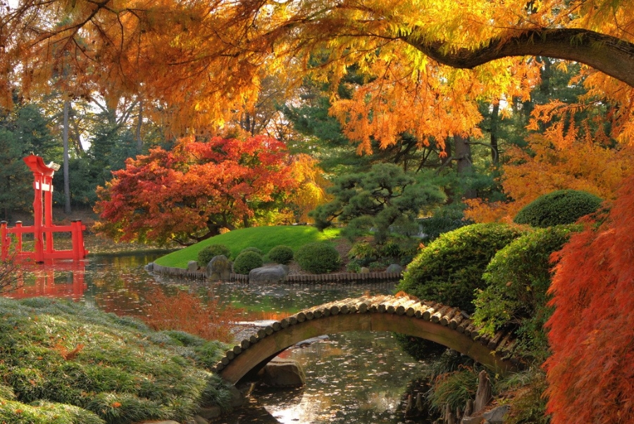 Không gian vườn Nhật trong Brooklyn Botanic Garden nổi bật với sắc lá mùa thu