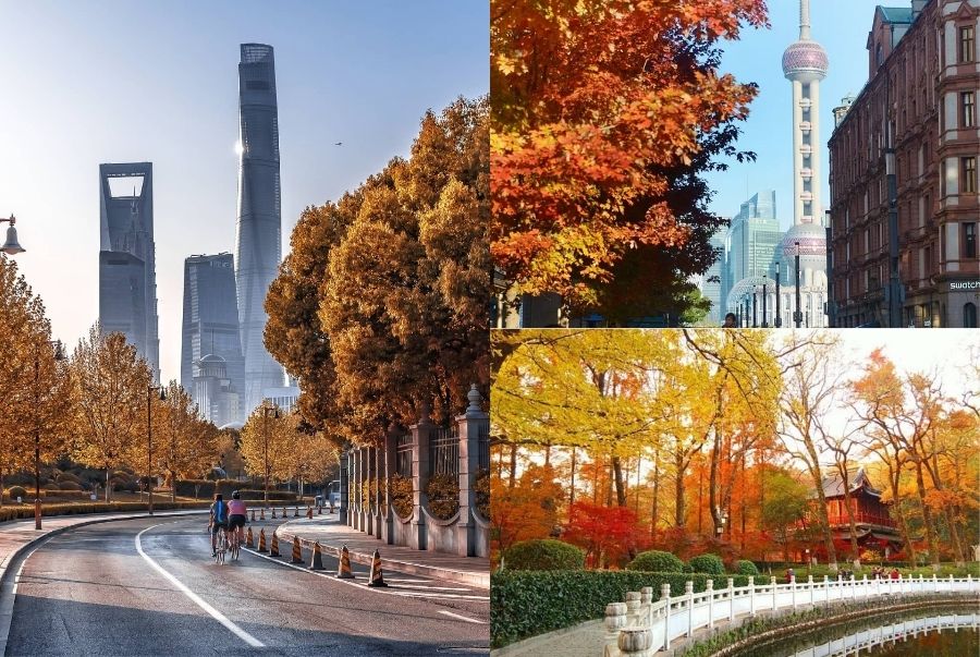 Mùa thu là thời điểm đẹp nhất trong năm để chiêm ngưỡng vẻ đẹp của Thượng Hải