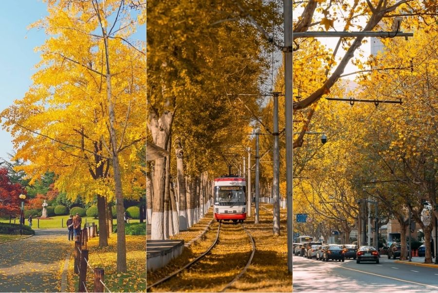 Thời tiết mùa thu Thượng Hải khá mát mẻ và dễ chịu