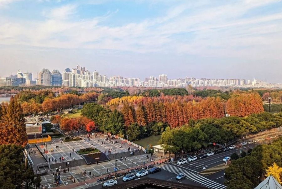 Century Park mùa thu rực rỡ được phủ kín bởi lá phong đỏ và vàng