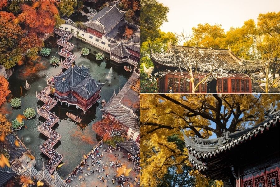 Dự Viên mùa thu – khu vườn cổ kính rực rỡ sắc vàng giữa lòng Thượng Hải hiện đại