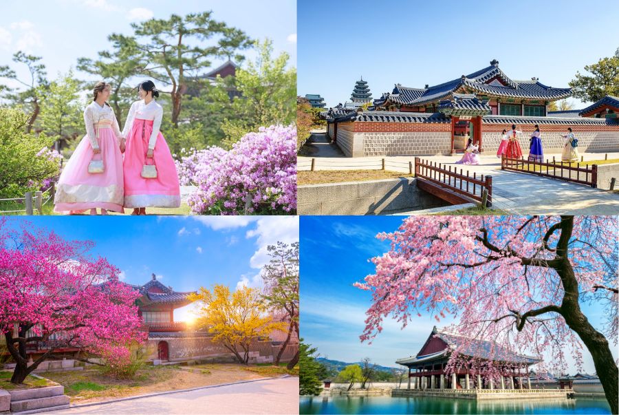 Khung cảnh rực rỡ của Cung điện Gyeongbokgung mùa xuân