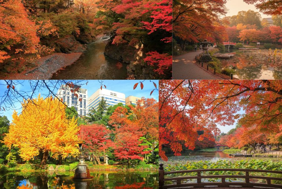 Công viên Ueno vào mùa thu trở nên rực rỡ trong sắc đỏ, vàng và cam của những hàng cây thay lá
