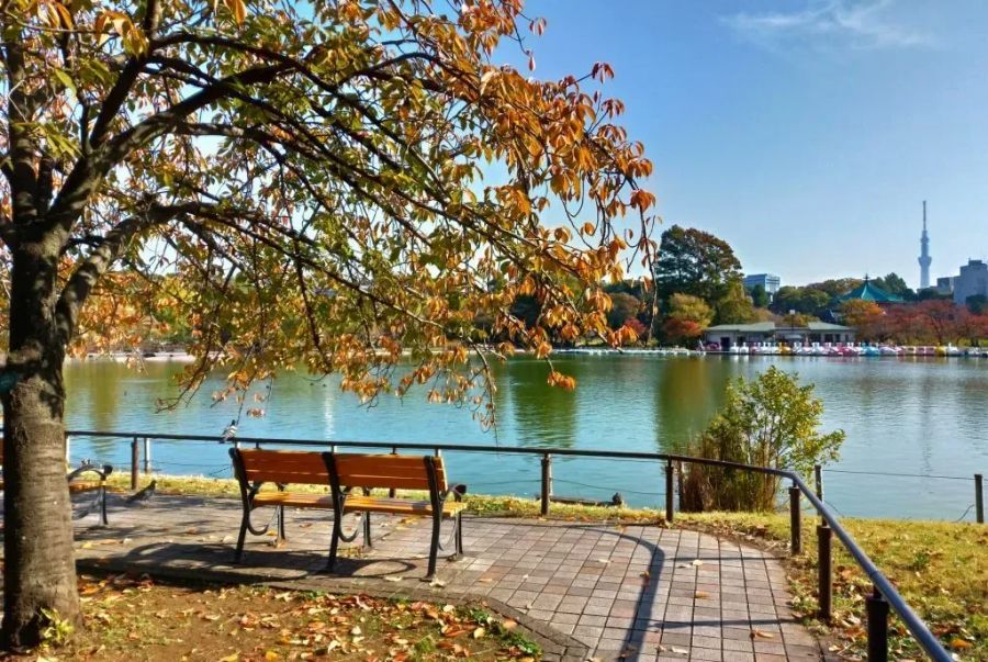 Hồ Shinobazu mùa thu đẹp tựa tranh thủy mặc với mặt nước tĩnh lặng in bóng trời thu xanh trong