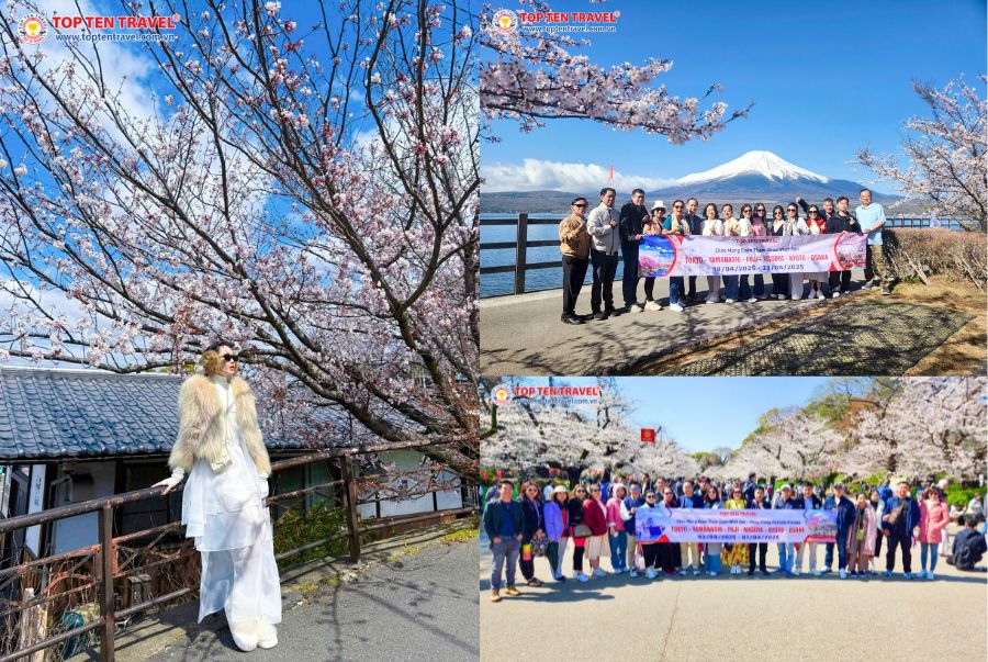Mùa hoa anh đào là thời điểm lý tưởng cho các chuyến du lịch Nhật Bản hấp dẫn