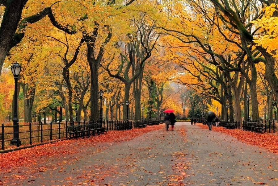 Con đường rợp lá vàng nổi tiếng tại Central Park