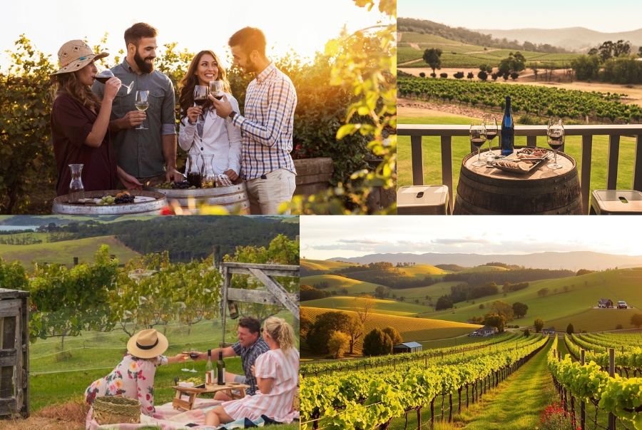 Tham quan và thưởng thức rượu vang tại các vườn nho là một trải nghiệm được nhiều du khách yêu thích
