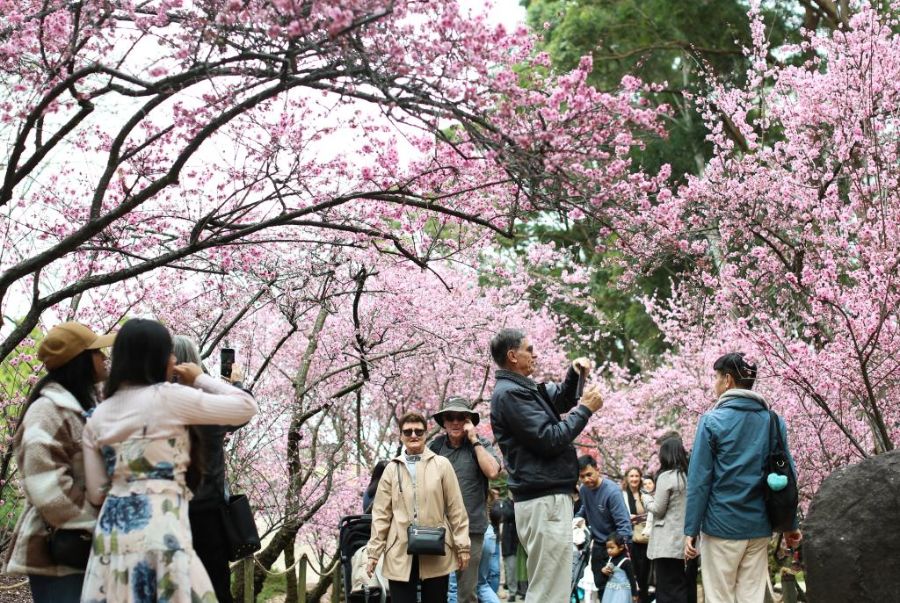 Cherry Hill Blossom Festival là một điểm đến độc đáo của nước Úc vào mùa xuân