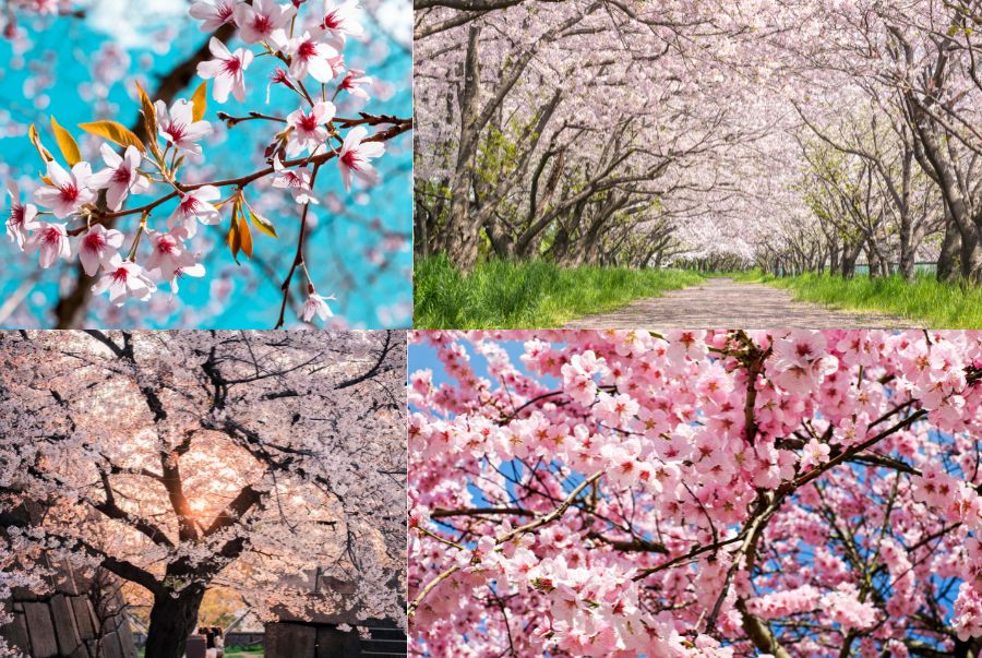 Khung cảnh rực rỡ với sắc hồng bao phủ khắp không gian